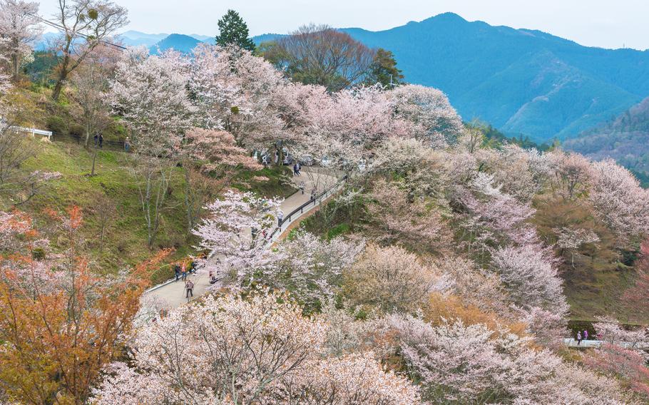Cherry blossom on Yoshinoyama, Nara, Japan spring landscape.